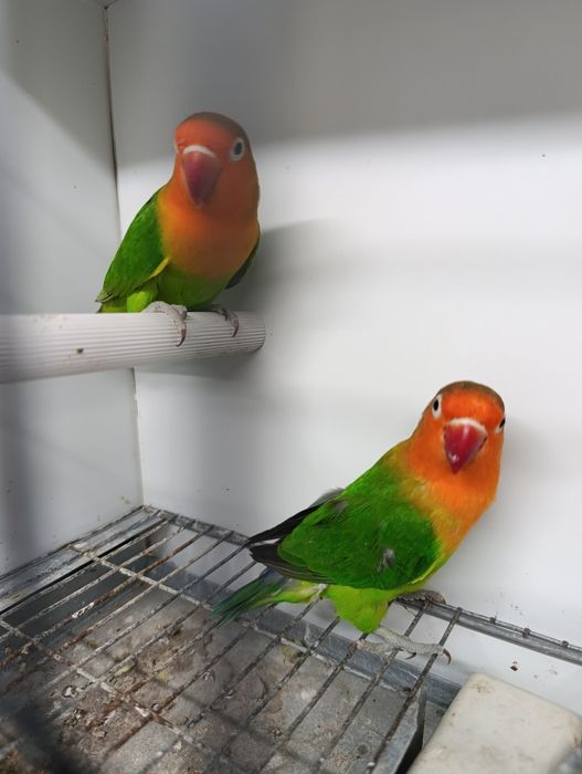 Casal de agapórnis fischeris verdes ancestrais
