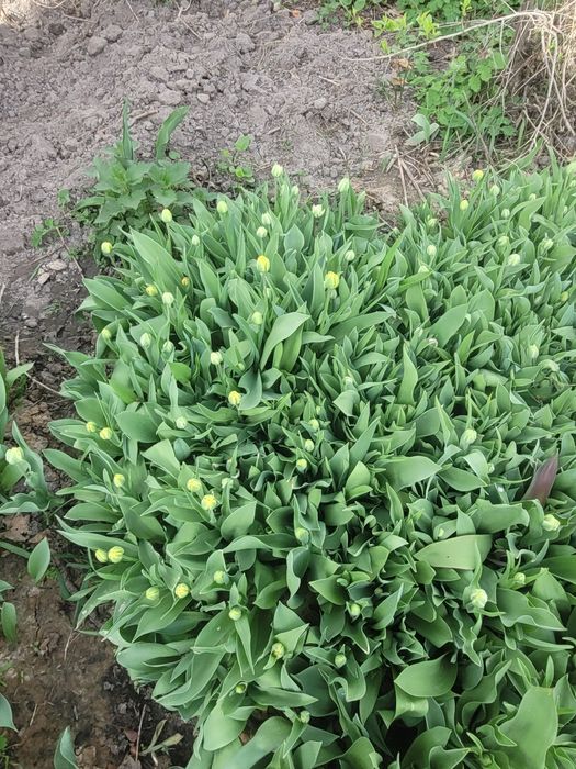 Цибулини  тюльпанів