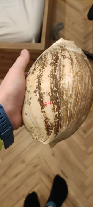 Prawdziwe muszle wyłowione w chorwacji