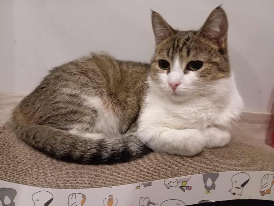 Młoda koteczka potrzebuje domu