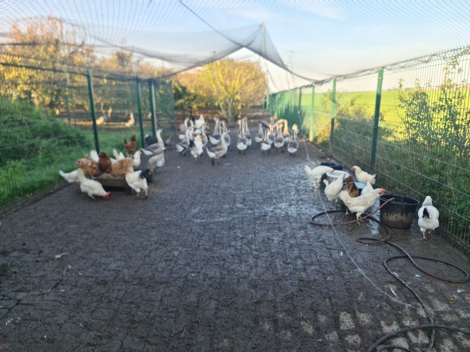 Ges Kubańska- dorosłe żywa