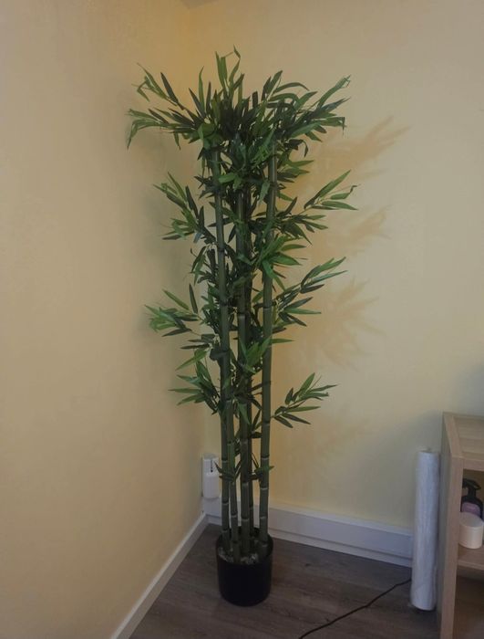 Arvores bambus lindissimas para decorações