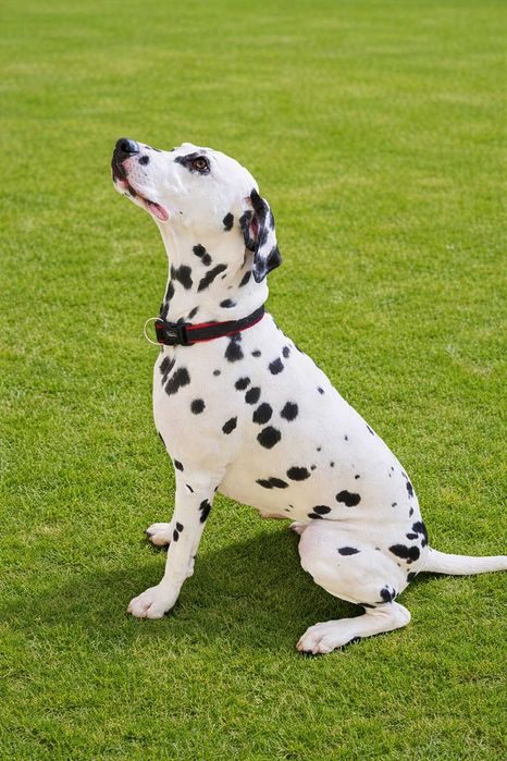 Dalmatyńczyk zapowiedź miotu (FCI)