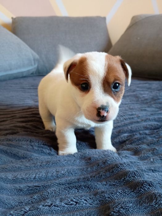 Jack Russell terrier Szczeniak