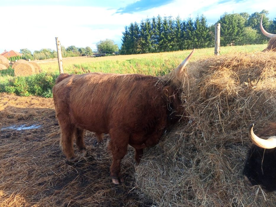 Byk rozpłodowy 100% highland cattle możliwa zamiana.