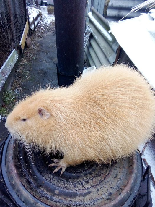 Продам кролів різного