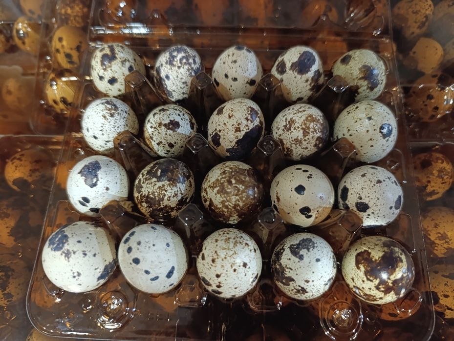 Перепелине інкубаційне яйце Техас та Фенікс