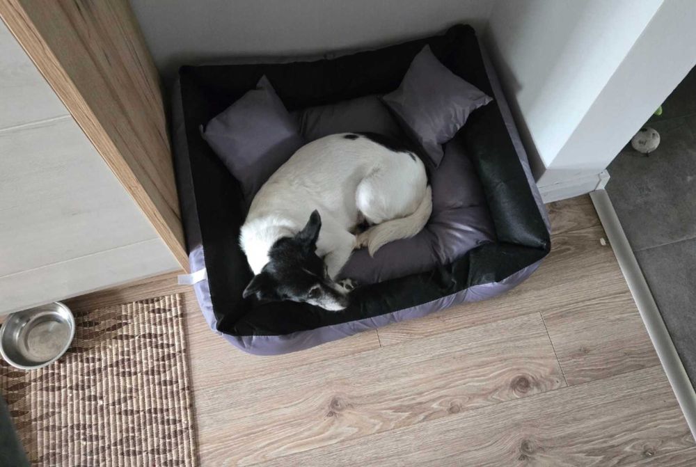 Mocne Legowisko Dla Psa Kota Wodoodporne 75x65 cm + Gratis 2x poduszki