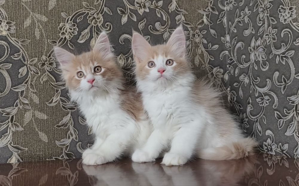Большой выбор котят