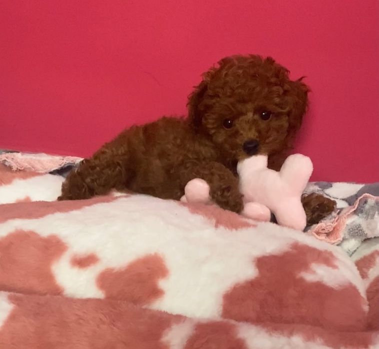 Няшний красавчік хлопчик той Пудель