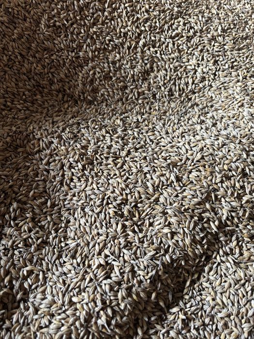 Sprzedam jęczmień jary