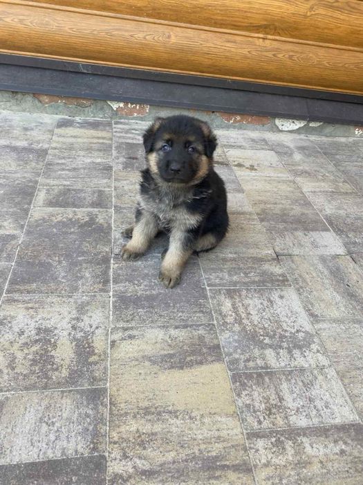 Цуценята німецької вівчарки