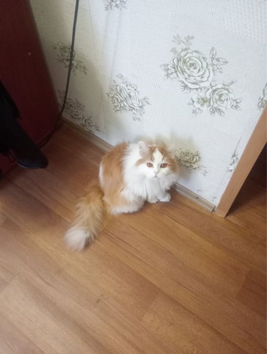 Бесплатно кот шотландский