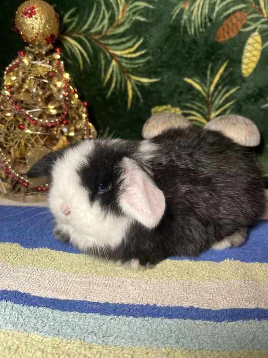 Mini Lop Karzełek Baranek Zarejestrowana Hodowla