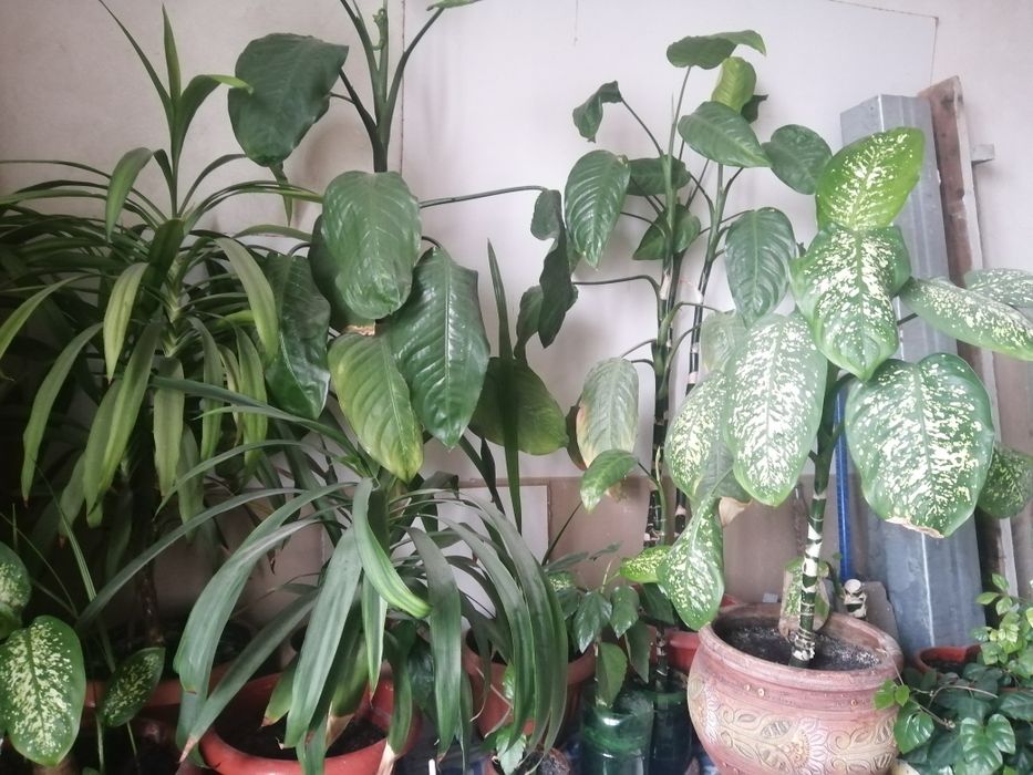 Кімнатні рослини різноманітні.
