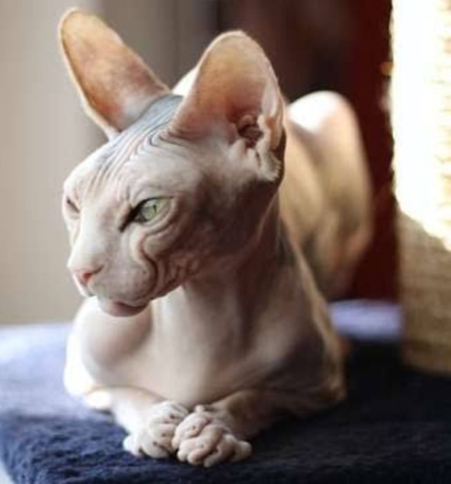 Продам молодого кота и кошку