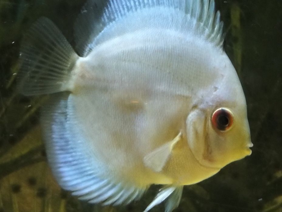 Discus Blue diamond 8cm
