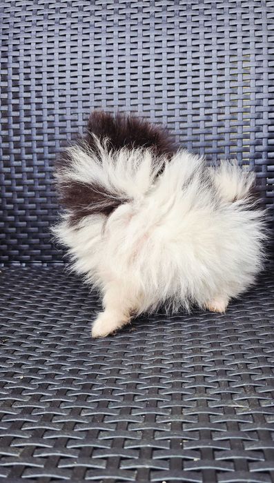 Lulu da Pomerânia Fêmea