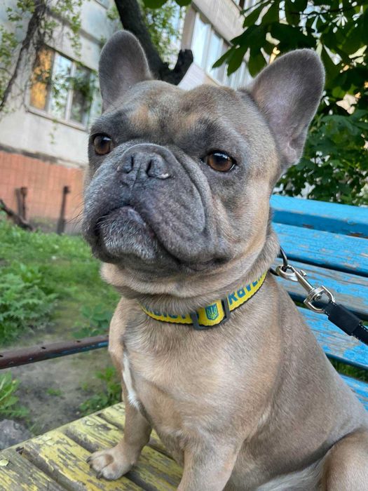 В'язка французький бульдог