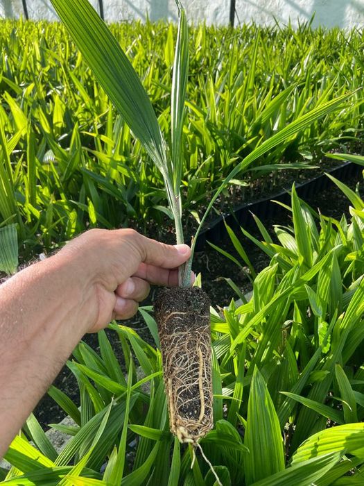 Coqueiros até 7 metros de altura de tronco.
