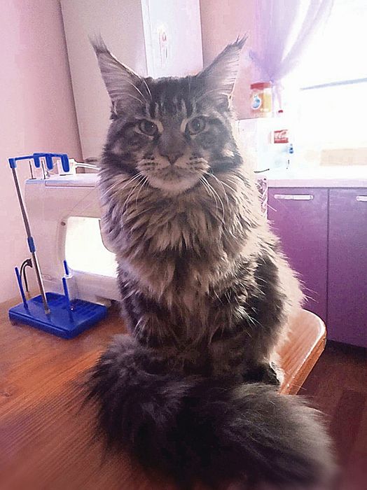 Продам кошеня мейн куна.