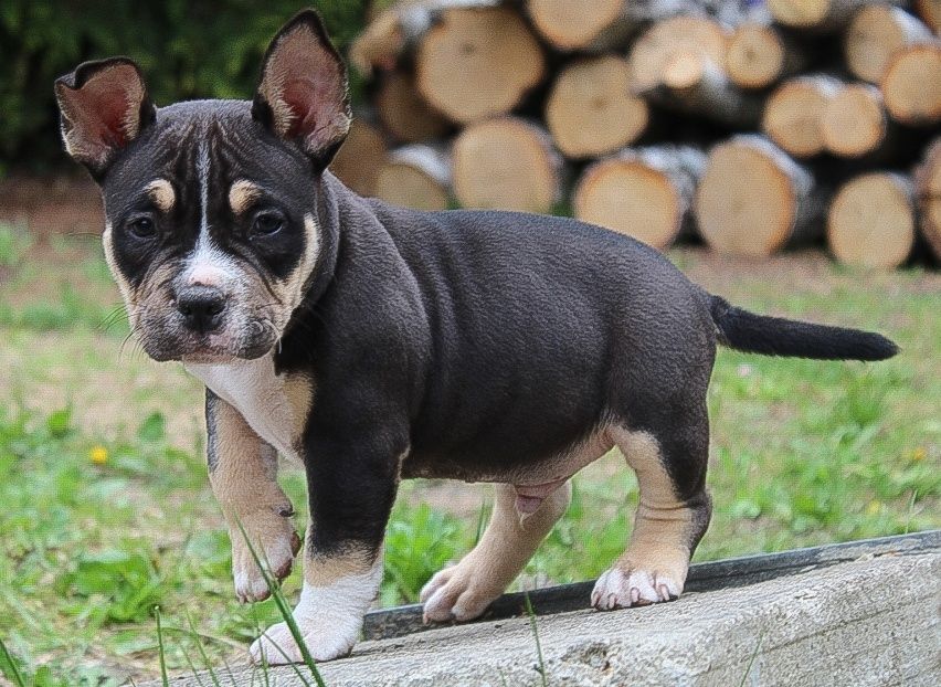 American Bully POCKET / MICRO po Championie ABKC