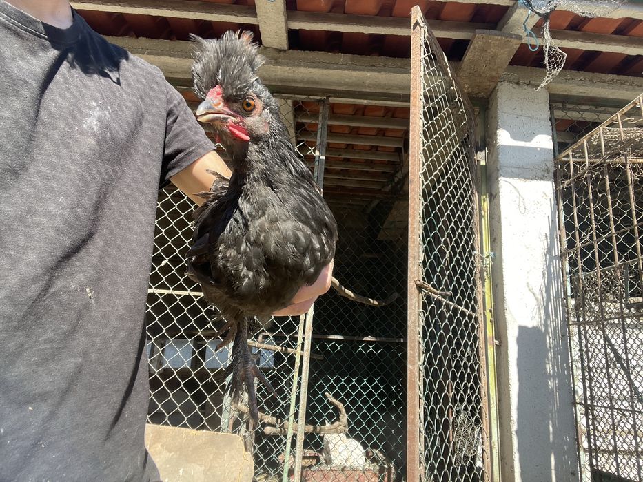 Galinhas traçadas de sedosas, excelentes para pôr e chocar.