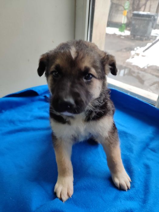 Кумедне цуценя бажає стати домашнім