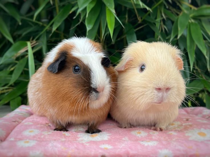 Морські свинки,свинки морські,малюки морських свинок