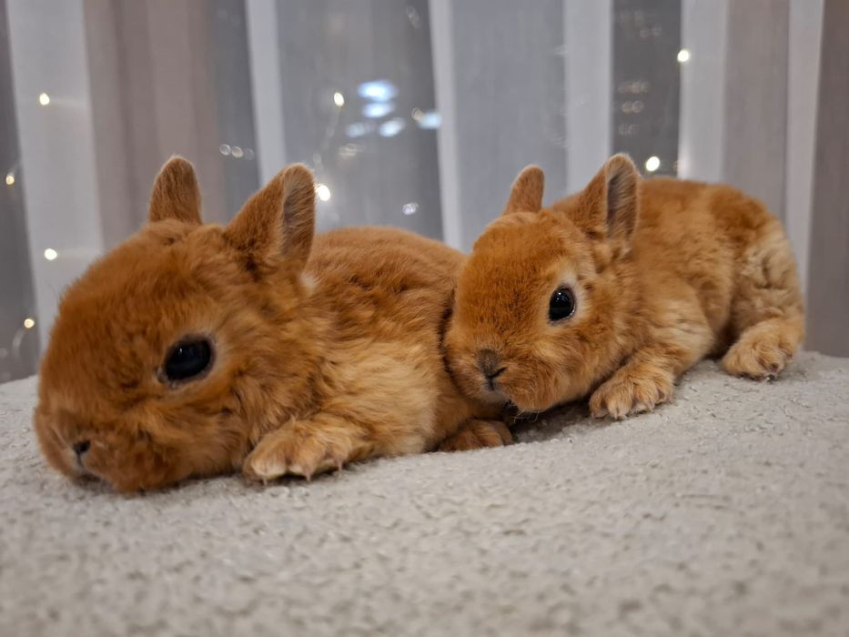 Karzełek rex pomarańczowy króliczek miniaturka orange mini lop