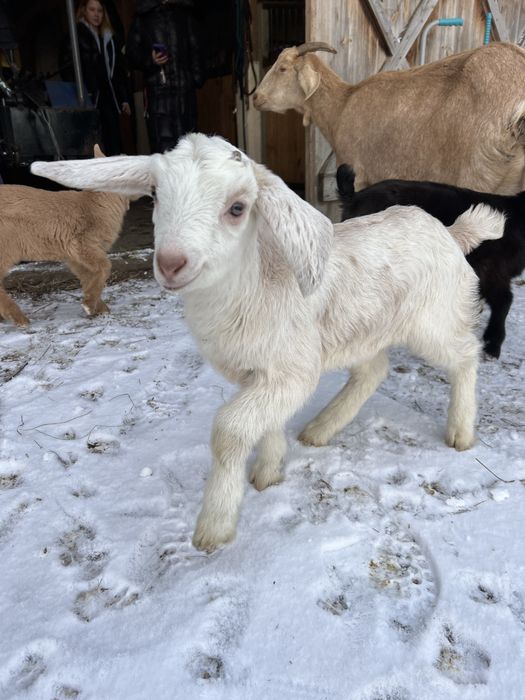 Koziołki młode sprzedam