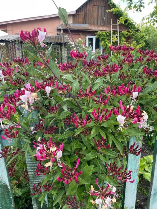 Кизильник, пухиреплідник піраканта