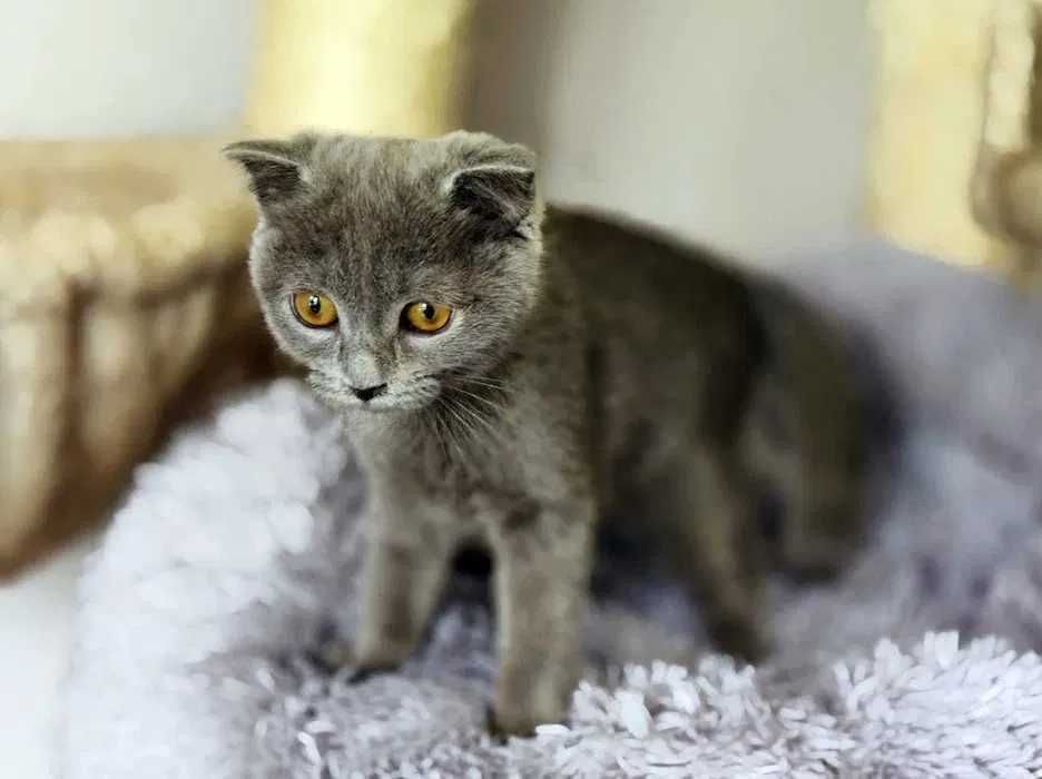 Кішечка, кішка, кошеня, ніжна Бренда (4 міс.)