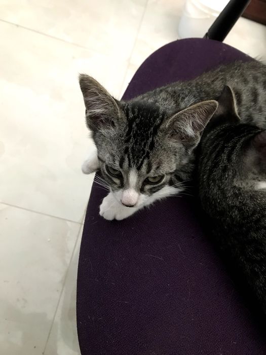 Gatinho macho de 2 meses para adoção. Cinzento, riscas, meias brancas e peito branco.