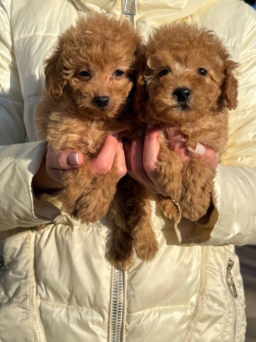 Мальтіпу ф2