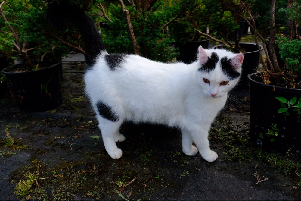 Biała czarna kotka bez uszu wykastrowana adopcja szuka domu