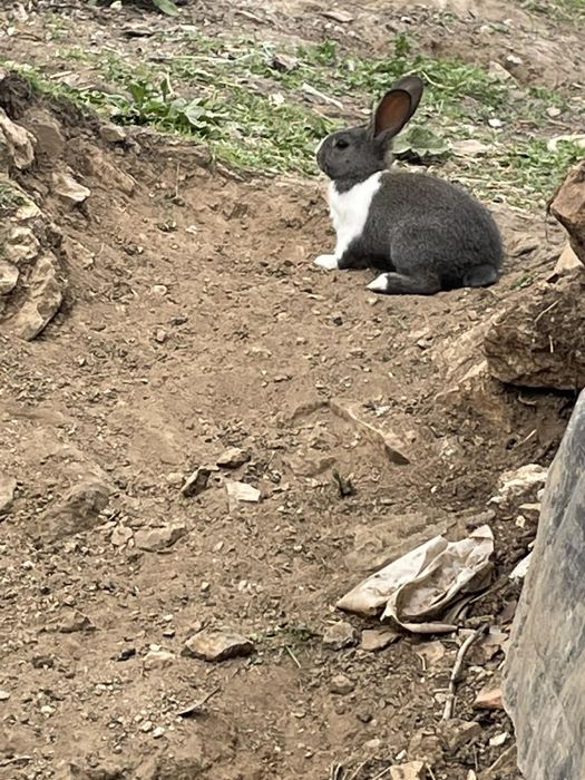 Coelhos  para vender