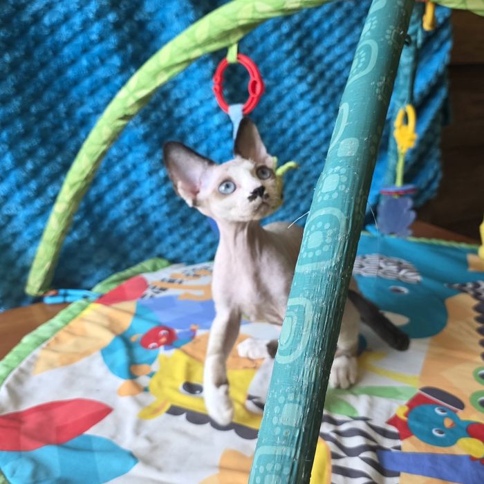 Kocurek niebieskooki Devon rex