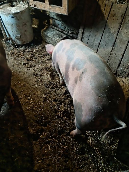 Свині живою вагою