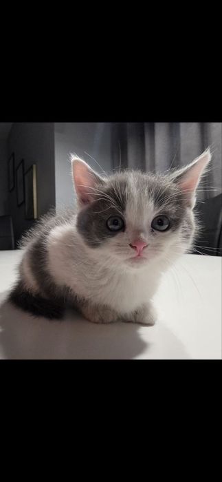 Котики в добрі руки