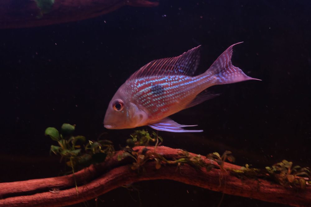 Geophagus sveni casal
