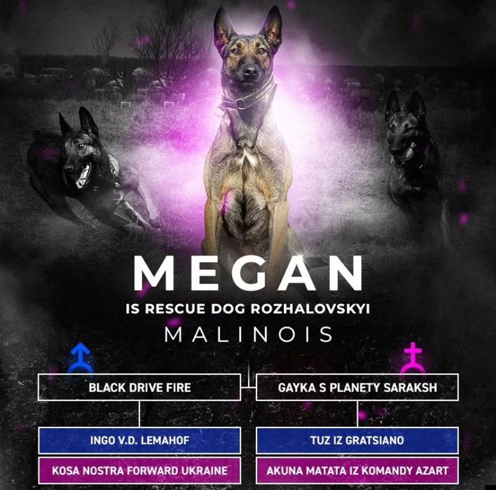 Цуценята бельгійської вівчарки(малінуа)