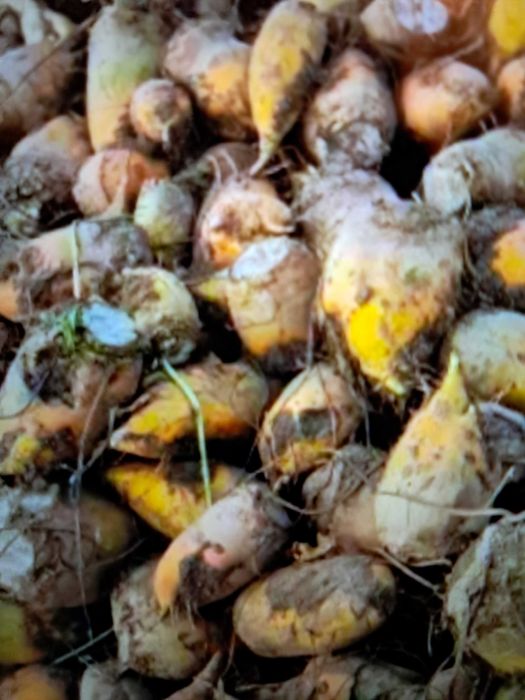 Burak pastewny ekologiczna plantacja