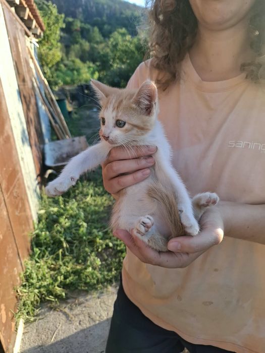 Gatinhos bebés meigos