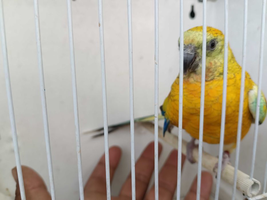 Vendo red ramp domesticado