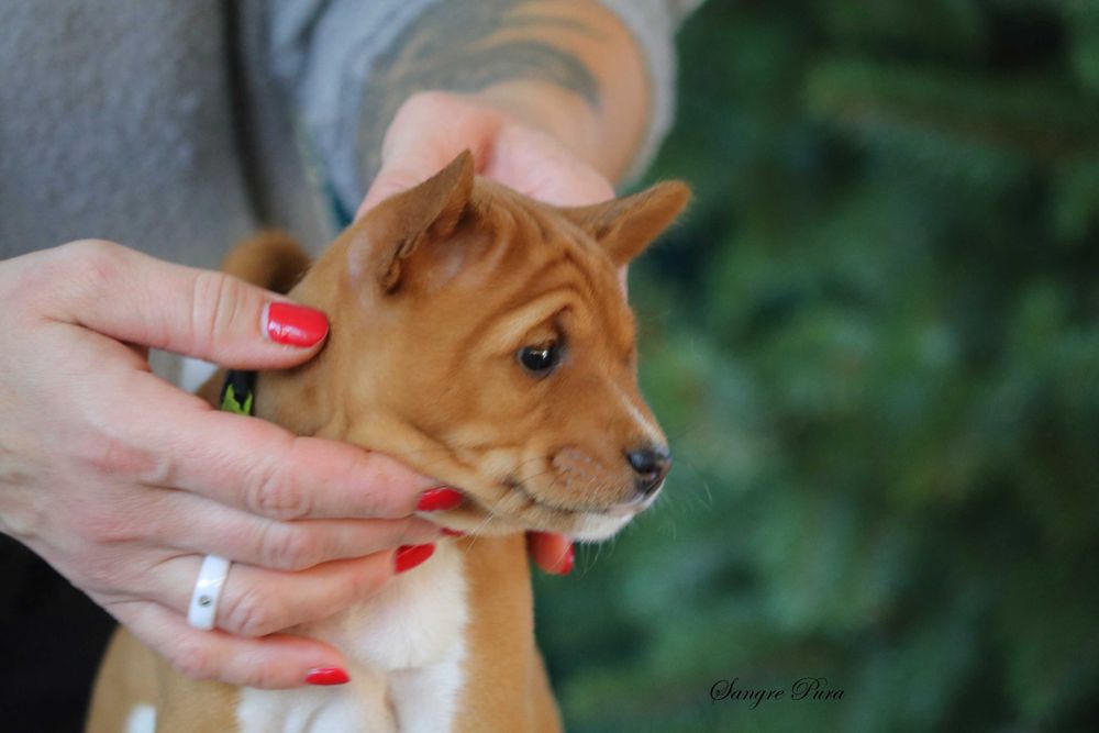 Suczka szczenię Basenji