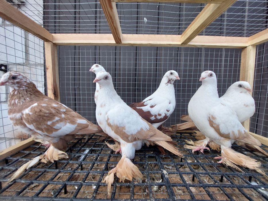 Gołębie widyny żółte