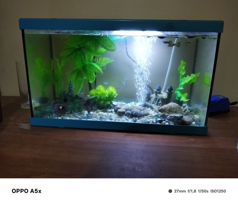 Aquário para peixes