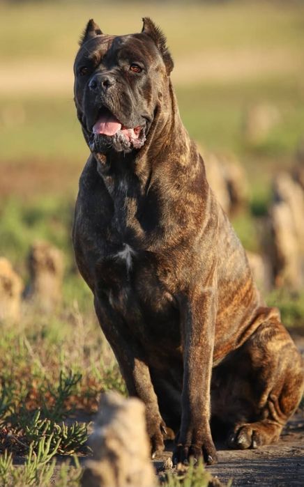 Кане корсо девочки