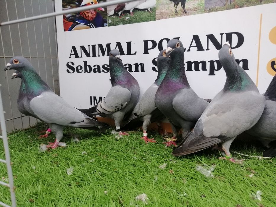 Gołębie pocztowe. Barles. Barlesy. Możliwy transport od 2 stycznia